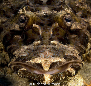 Crocodile Fish in Komodo. G9/Ikelite DS160s. by Richard Witmer 